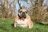 BULLDOG ANGLAIS 133